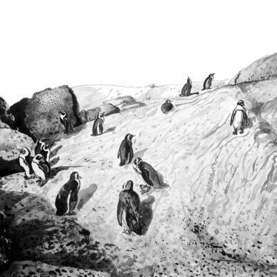 Boulders Penguins